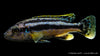 Chipoka Maulbrüter - Melanochromis chipokae (DNZ)