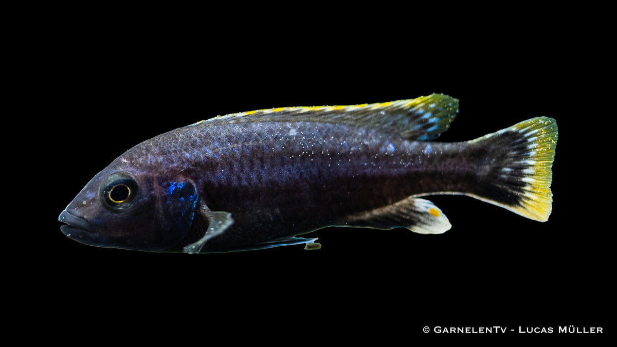 Chipoka Maulbrüter bei der Futtersuche im Aquarium