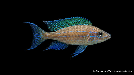 Chituta Heringscichlide Paracyprichromis nigripinnis Chituta mit schlankem Körper und schimmernder Färbung im Aquarium