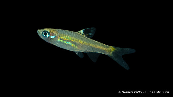 Close-up of Augenfleckbärbling fish with distinctive eye spot