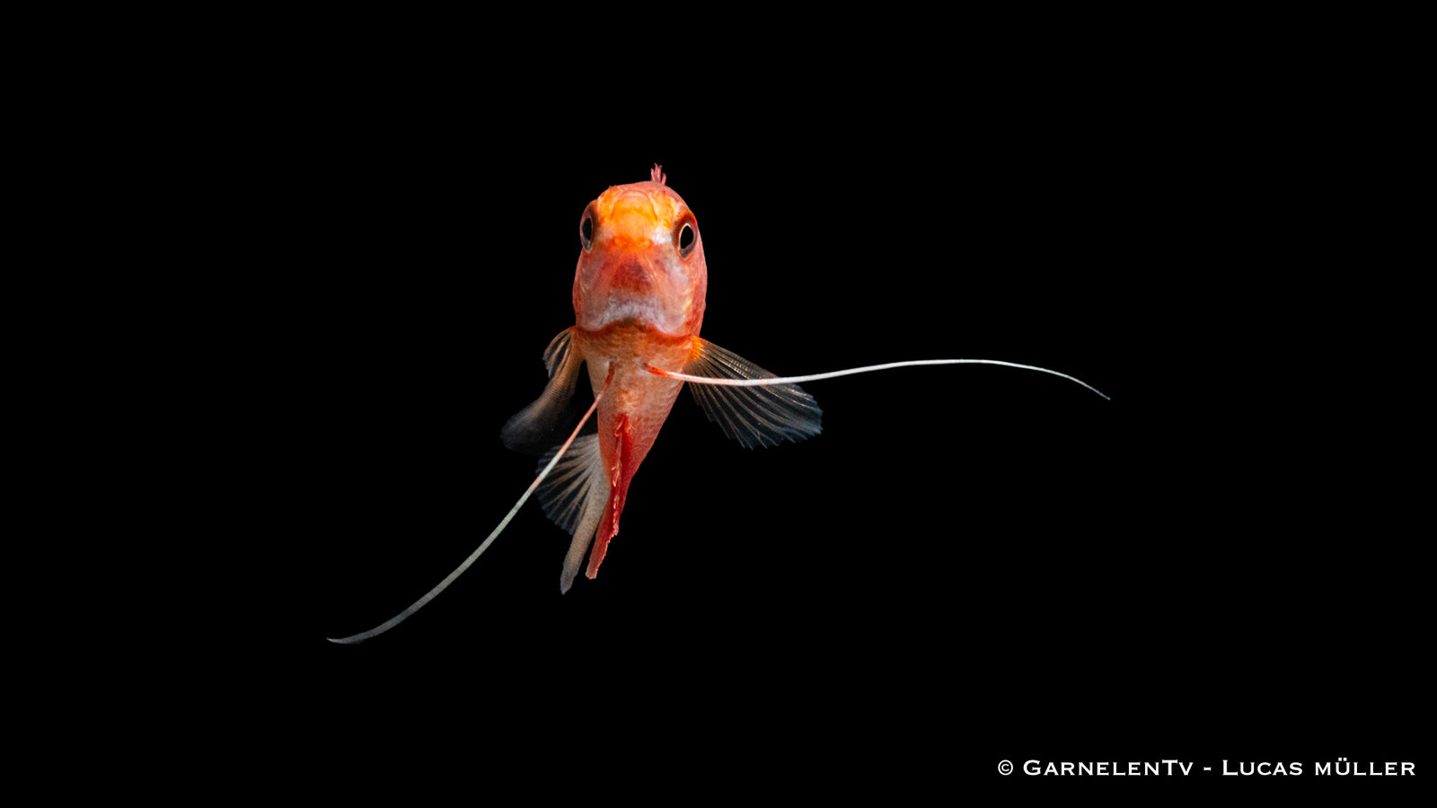 Dicklippiger Fadenfisch Rot (Colisa labiosa) swimming gracefully