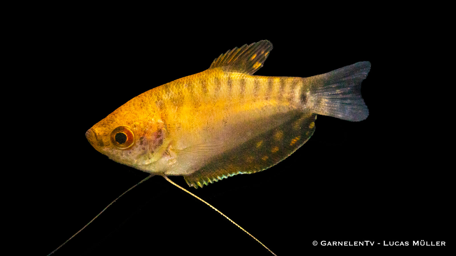 Fadenfisch Gold (Trichogaster trichopterus) swimming in aquarium