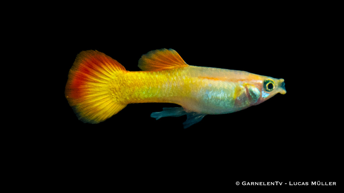 Close-up of Flame Guppy in a planted aquarium
