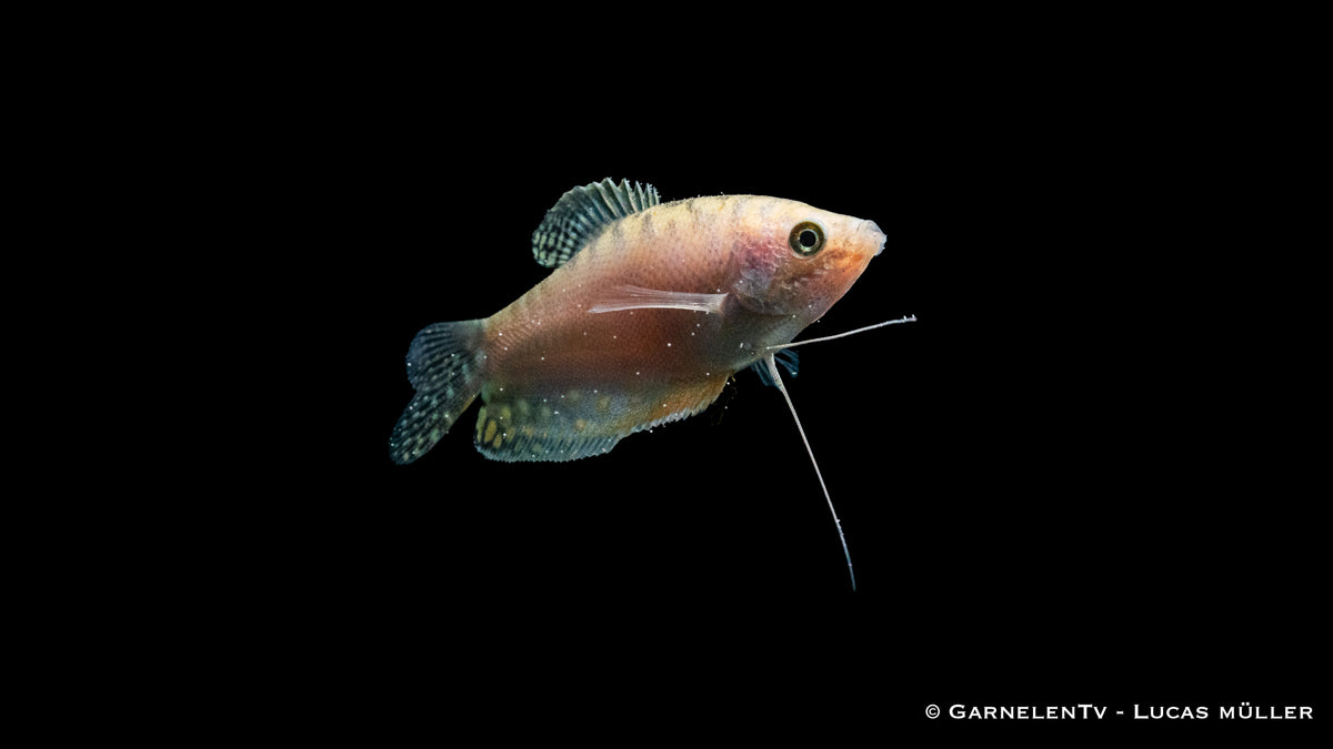 Close-up of Gepunkteter Opal-Fadenfisch (Trichogaster trichopterus Opal)