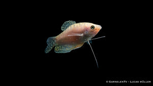 Close-up of Gepunkteter Opal-Fadenfisch (Trichogaster trichopterus Opal)