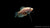 Gepunkteter Opal-Fadenfisch swimming in aquarium