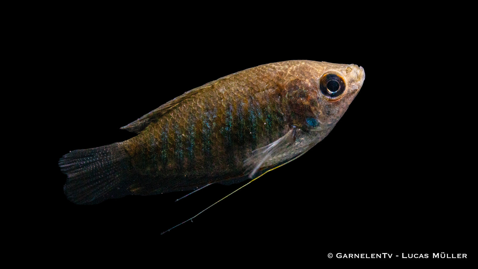 Gestreifter Fadenfisch (Trichopodus fasciata) swimming in tank