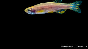 Close-up of Goldener Zebrabärbling showing vibrant stripes
