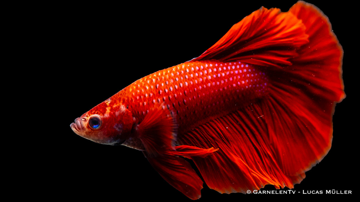 Close-up of Halfmoon Kampffisch male’s tail and fin pattern