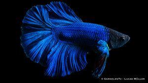 Close-up of Halfmoon Kampffisch male with iridescent colors