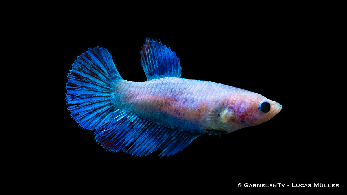 Close-up of Halfmoon female Betta showing its unique tail
