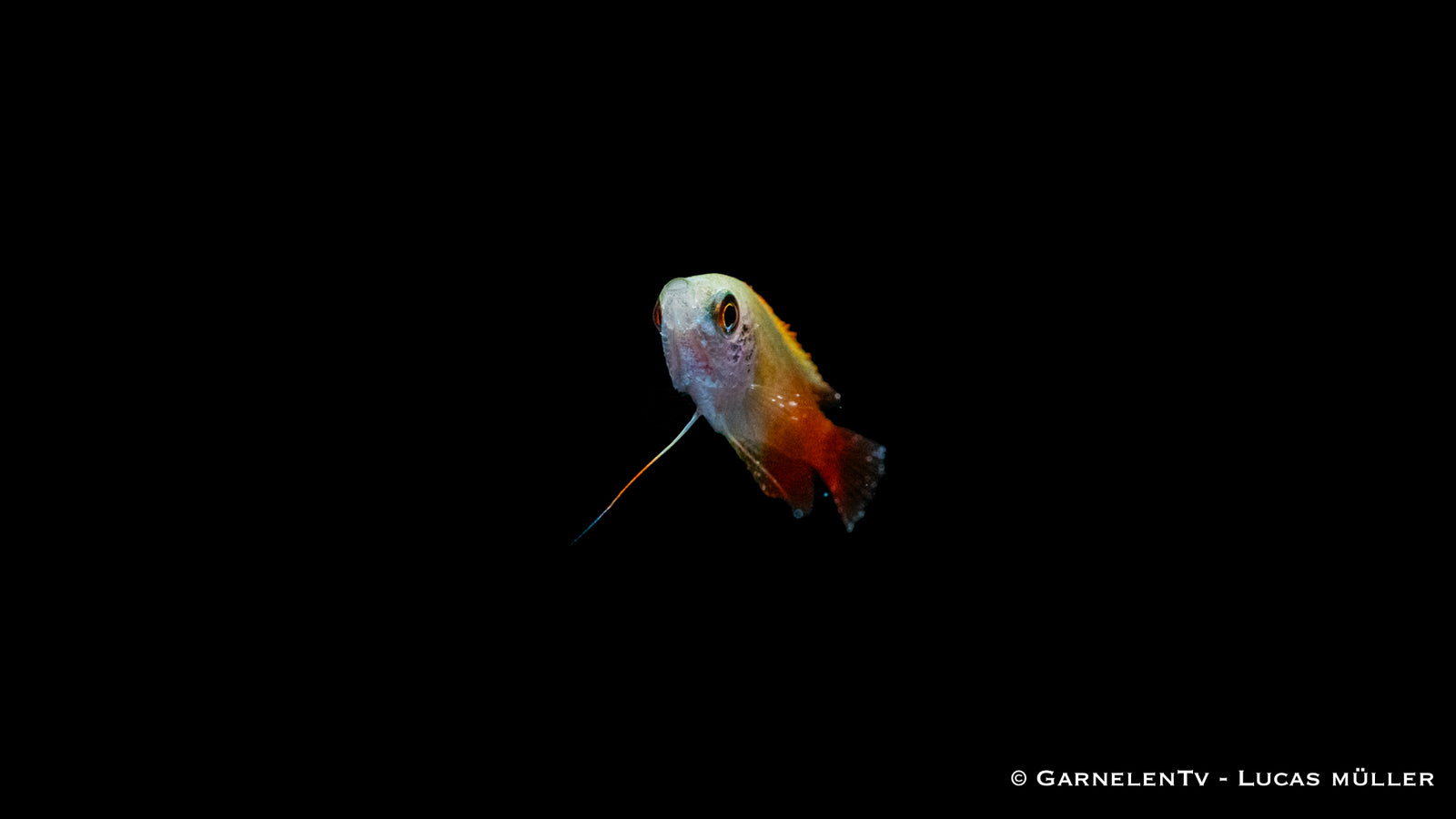 Honigfadenfisch Gold (Colisa chuna) swimming in a planted tank