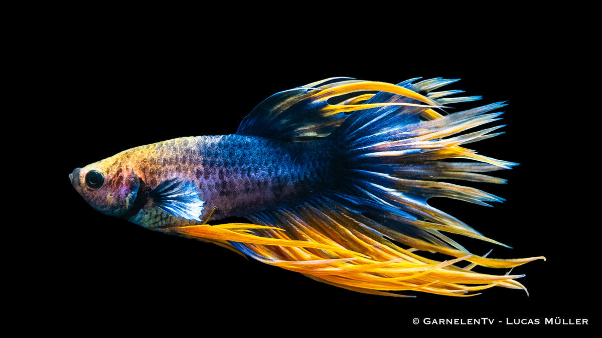 Close-up of Kammschwanz Betta’s striking tail
