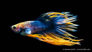 Close-up of Kammschwanz Betta’s striking tail
