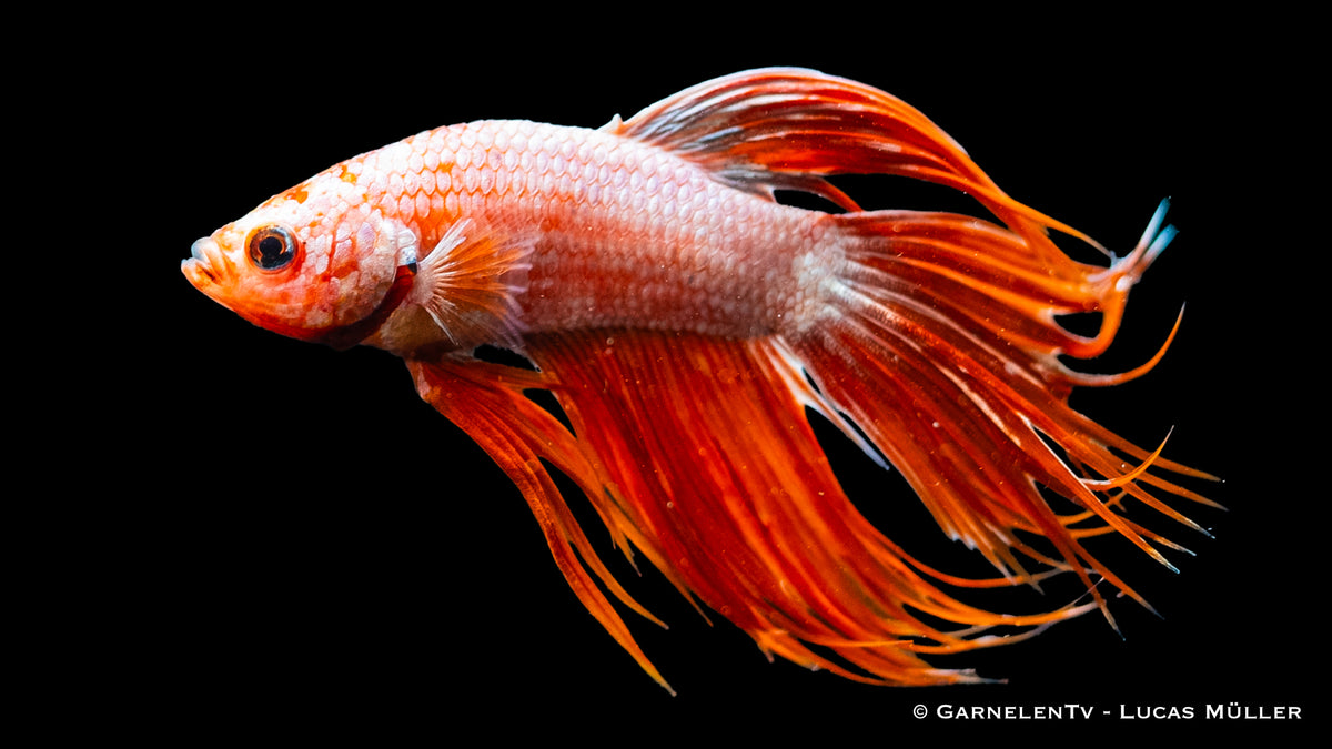 Close-up of Kammschwanz Betta with flowing fins
