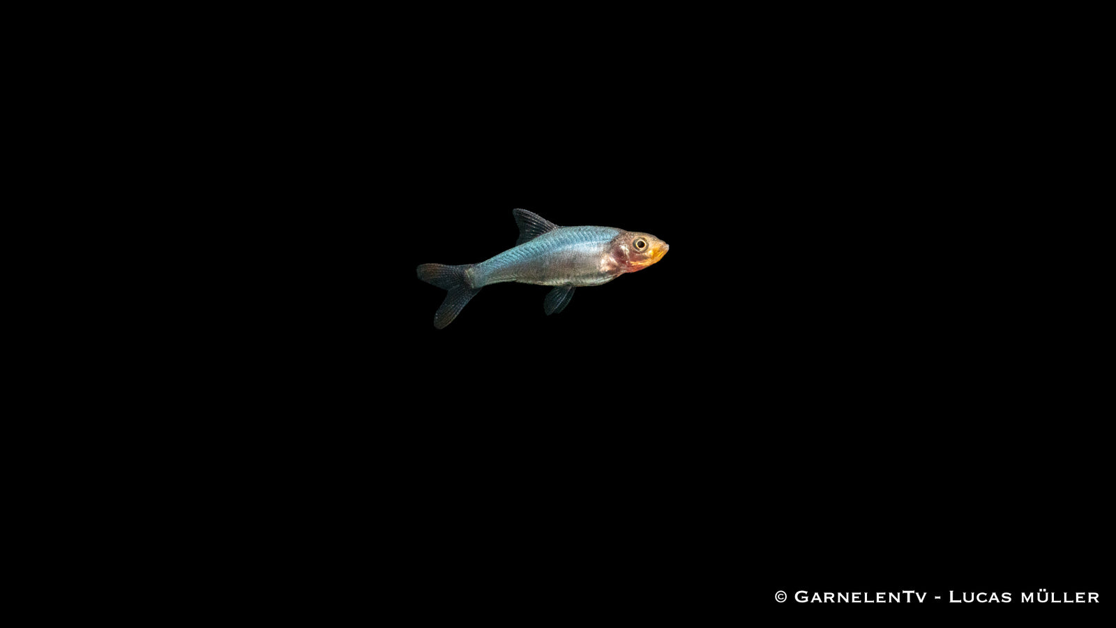 Nacktlaube (Sawbwa resplendens) swimming in aquarium