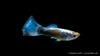 Close-up of Neon Blau Guppy in a freshwater tank
