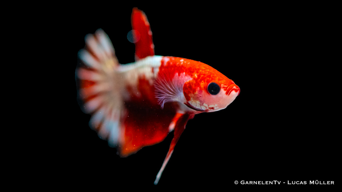Close-up of Plakat Koi Hellboy Betta with flowing fins