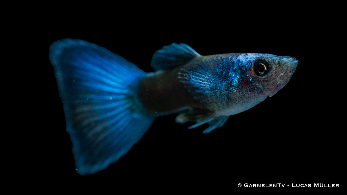 Close-up of a Blue Moskau Guppy in a freshwater tank
