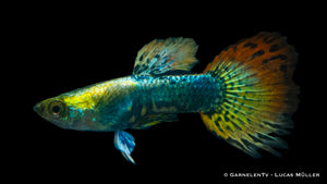 Close-up of a Dumbo Ear Guppy swimming near plants
