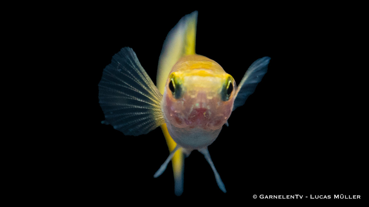 Close-up of a Lemon Guppy in a planted aquarium
