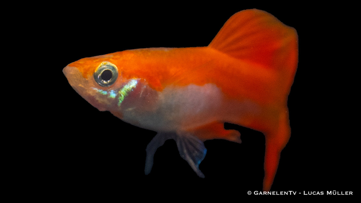 Close-up of a Red Blond Guppy in a planted fish tank
