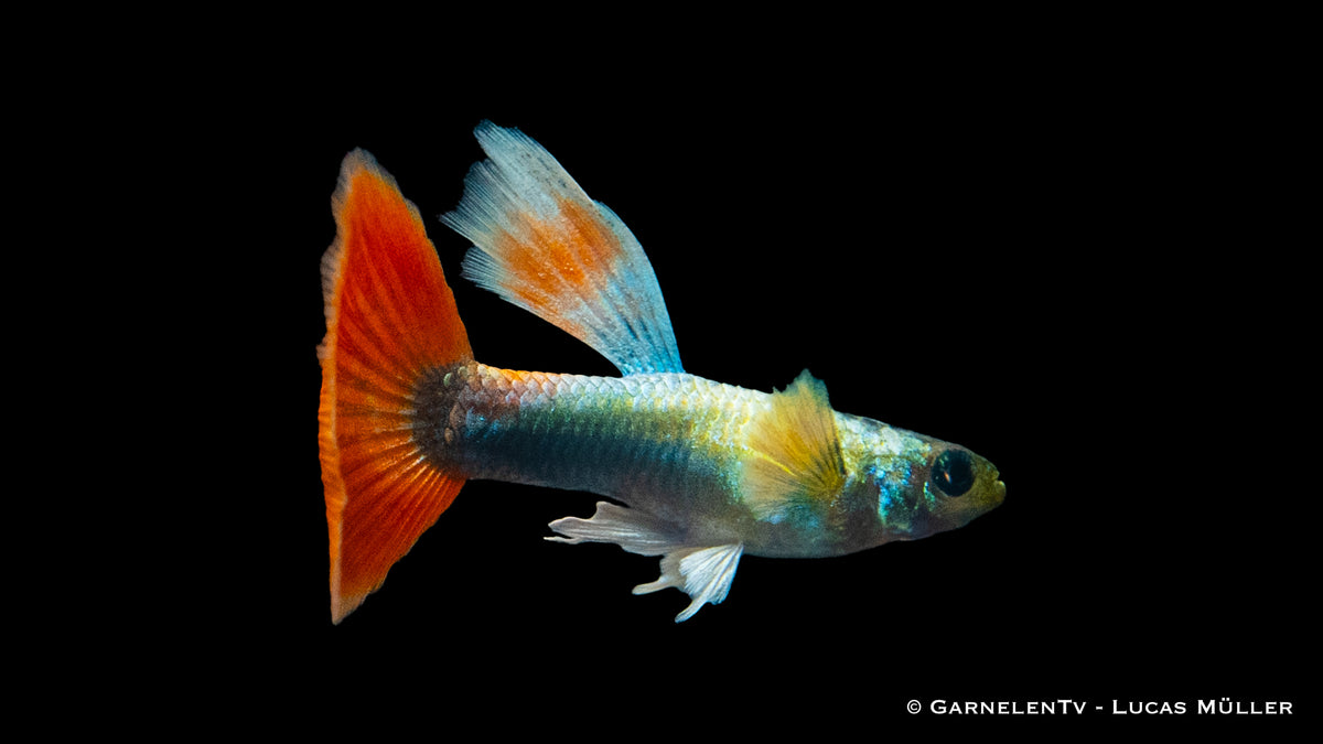 Close-up of a Santa Claus Guppy with bright colors and patterns