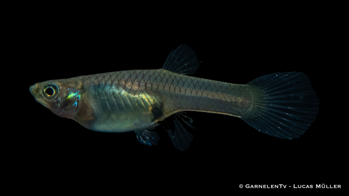 Close-up of a female Endler Guppy in a community aquarium
