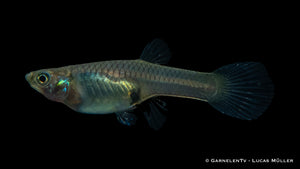 Close-up of a female Endler Guppy in a community aquarium