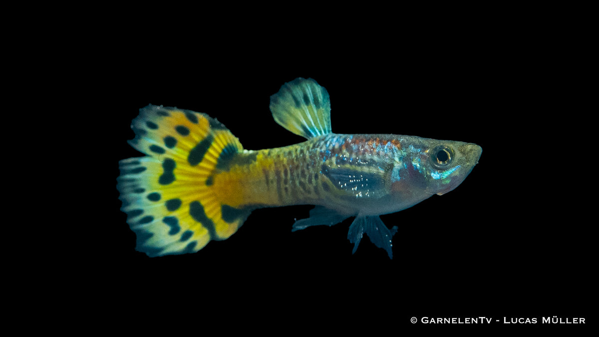Close-up of a green Snakeskin Guppy in a freshwater tank