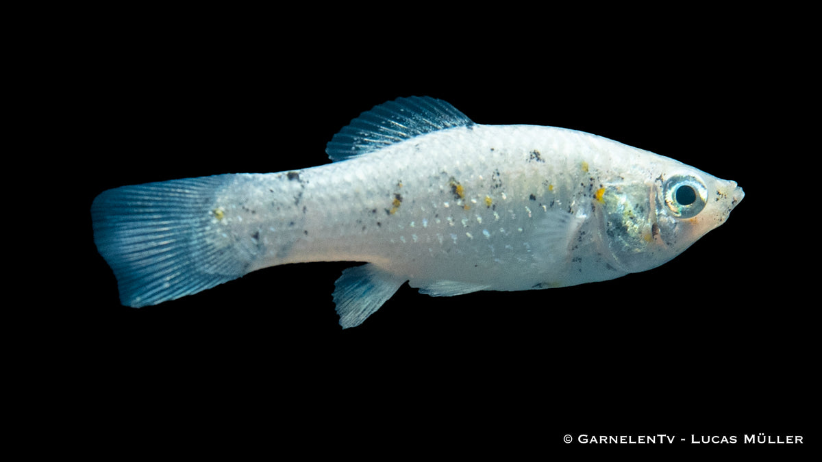 Close-up of a spotted Dalmatiner Molly fish
