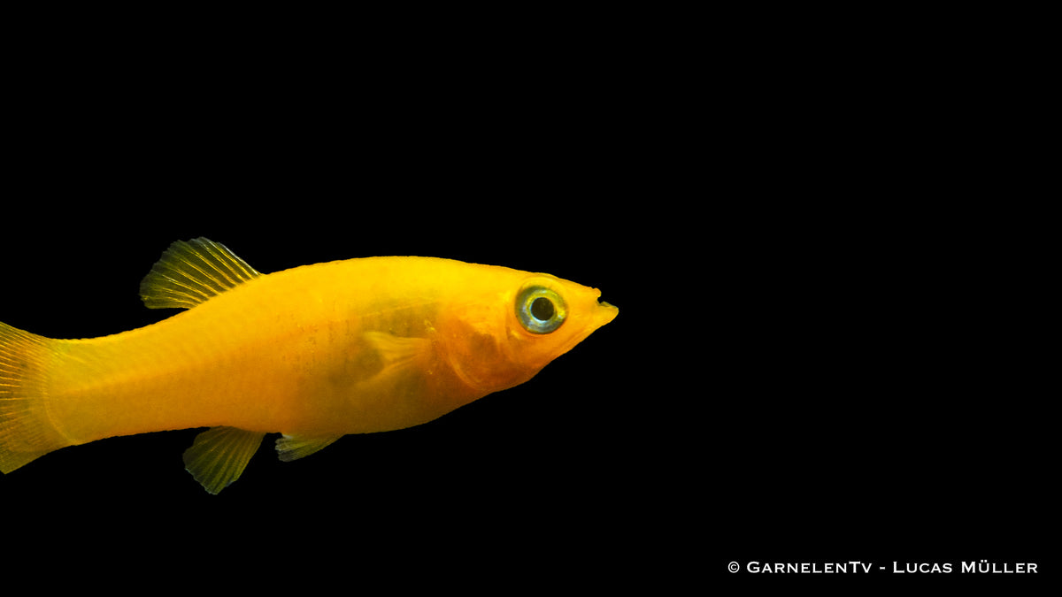 Close-up of a vibrant Gold Molly fish