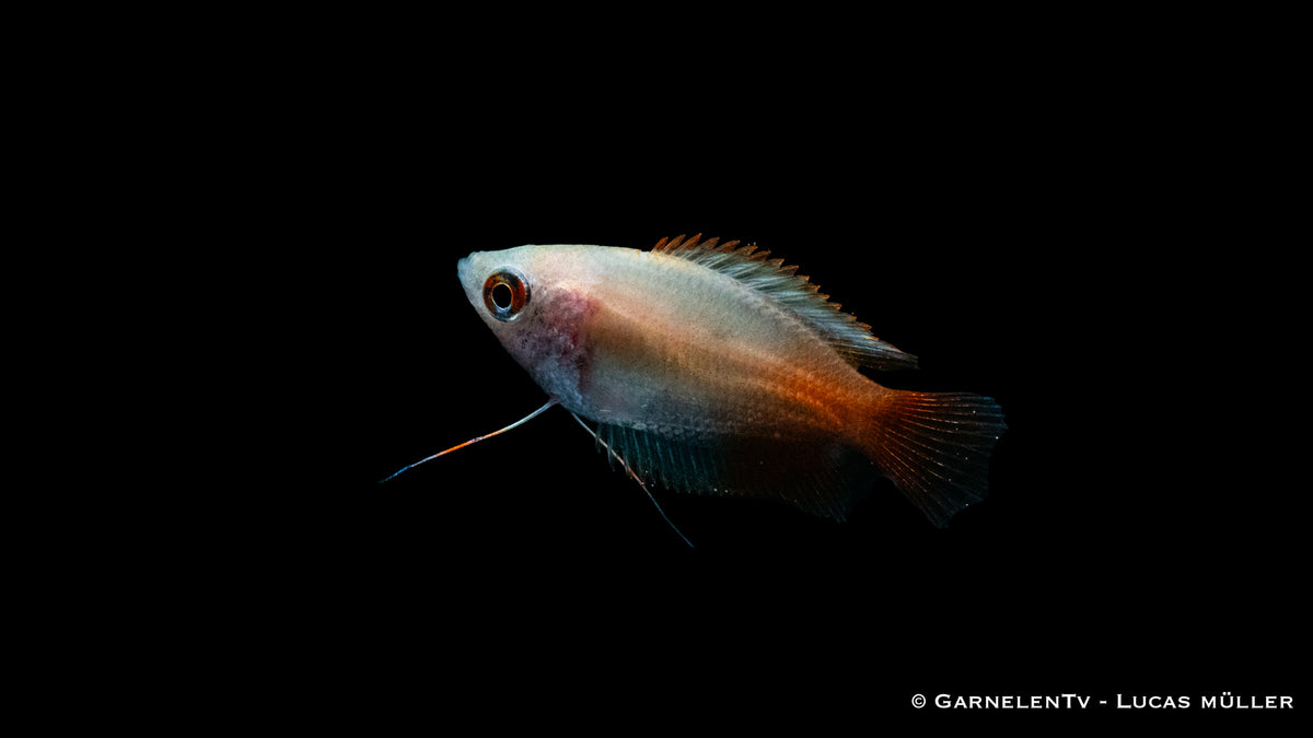 Colisa chuna Gold in a peaceful freshwater aquarium setup
