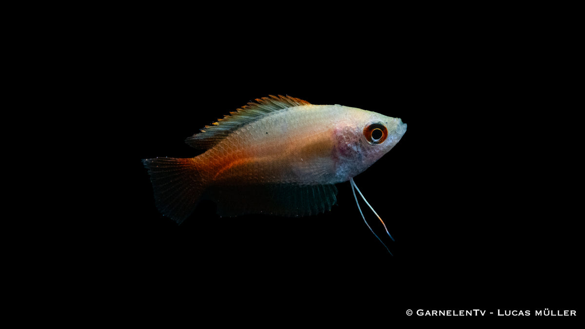 Colisa chuna Gold swimming gracefully in clear water