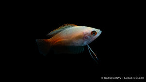 Colisa chuna Gold swimming gracefully in clear water