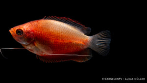 Colisa labiosa in a planted freshwater aquarium
