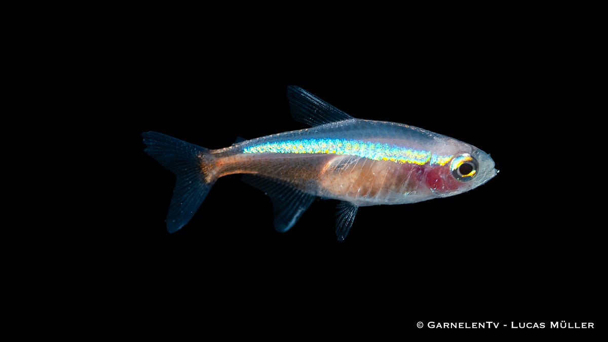 Colorful Neon Rot-Gold Fish in Aquarium Tank

Vibrant Paracheirodon axelrodi Neon Rot-Gold Display

