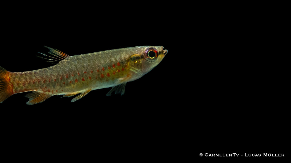 Copella arnoldi beim beeindruckenden Laichverhalten