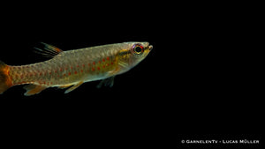 Copella arnoldi beim beeindruckenden Laichverhalten