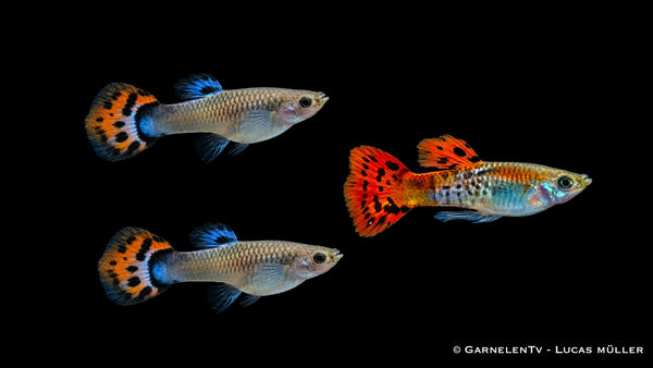 Guppy Cobra Red Trio - 1 Männchen + 2 Weibchen - Poecilia reticulata