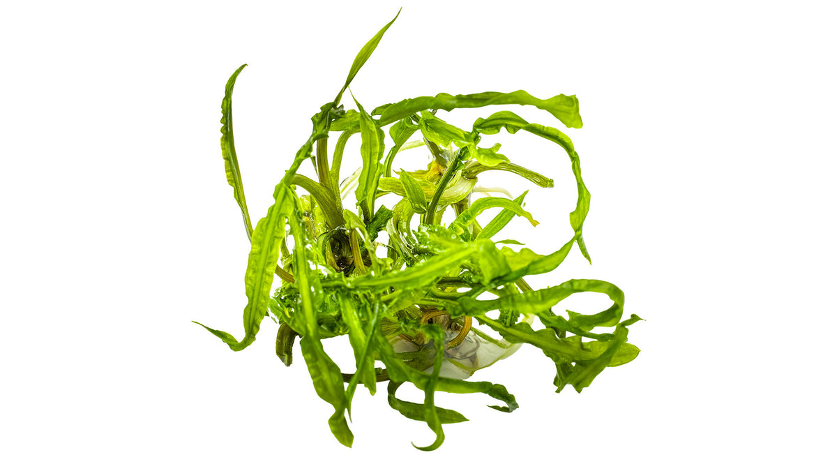 Cryptocoryne crispatula