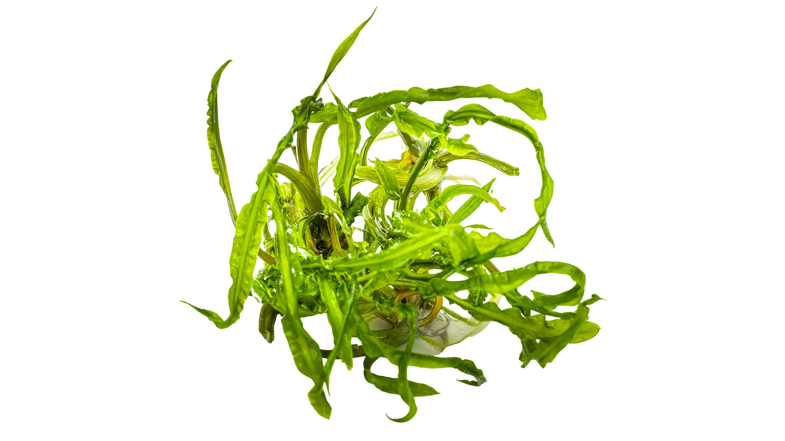 Cryptocoryne crispatula InVitro