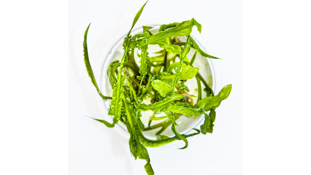 Cryptocoryne crispatula von oben