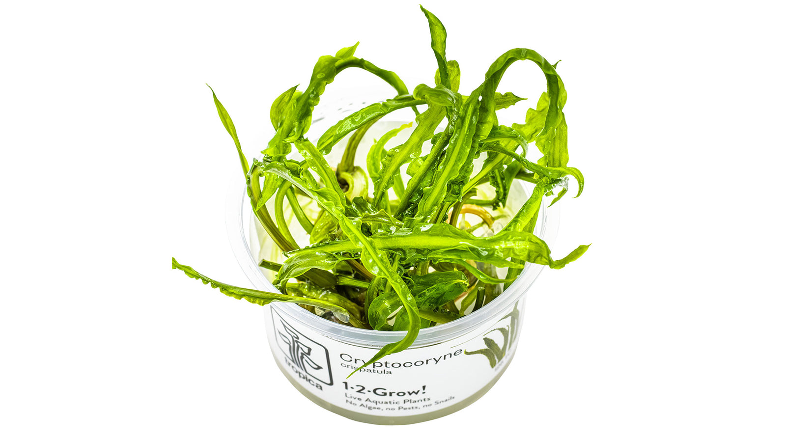 Cryptocoryne crispatula InVitro