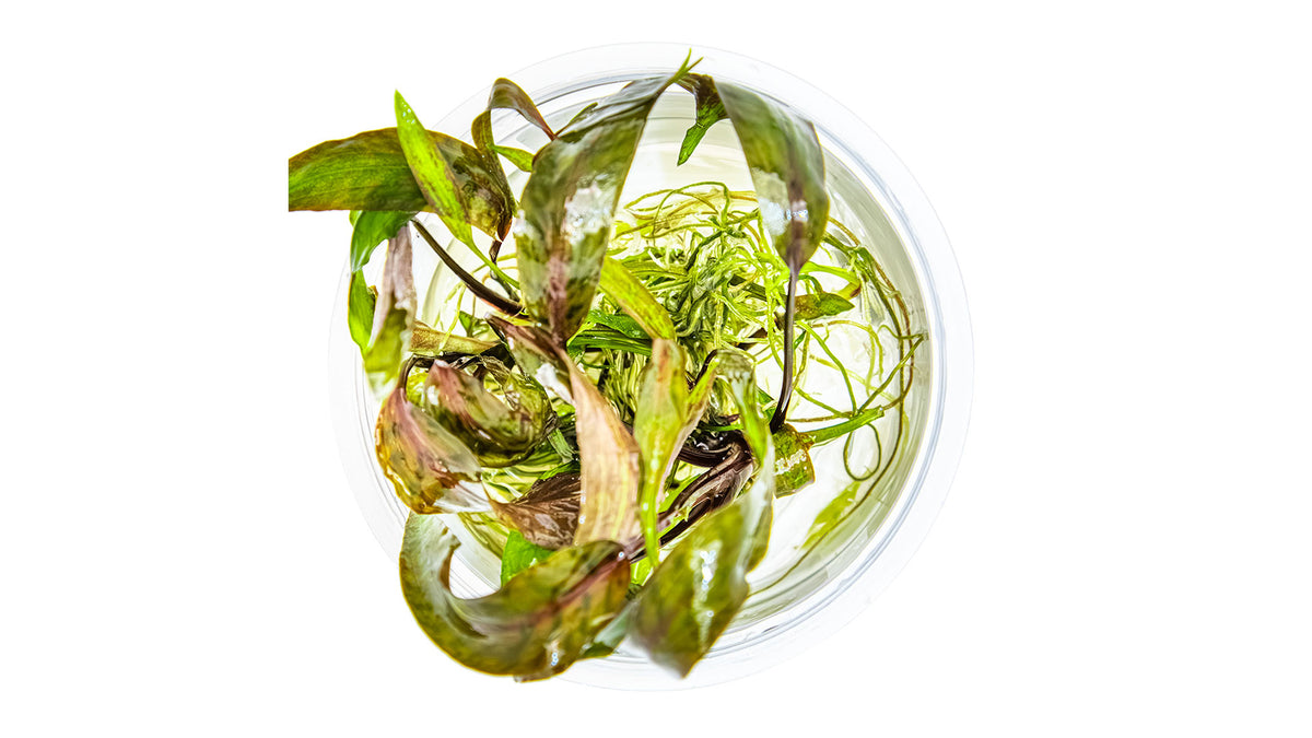 Cryptocoryne nurii von oben