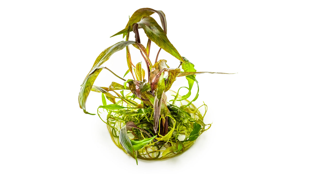 Cryptocoryne nurii