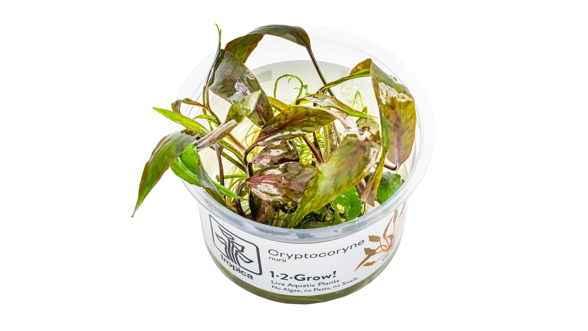 Cryptocoryne nurii inVitro
