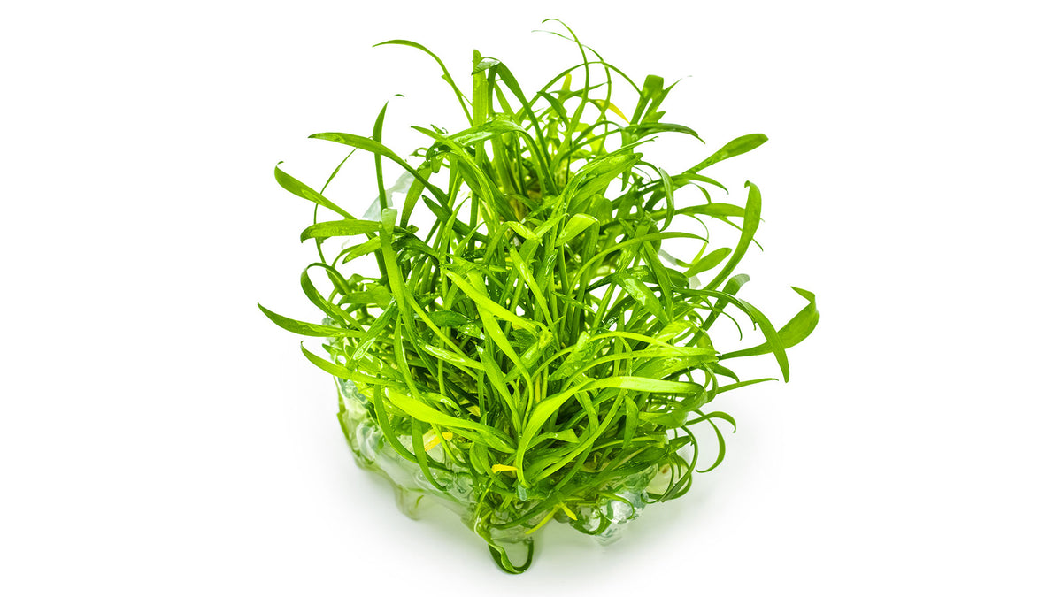 Cryptocoryne parva