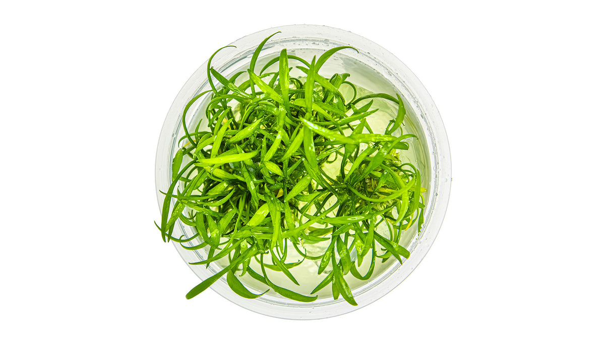 Cryptocoryne parva