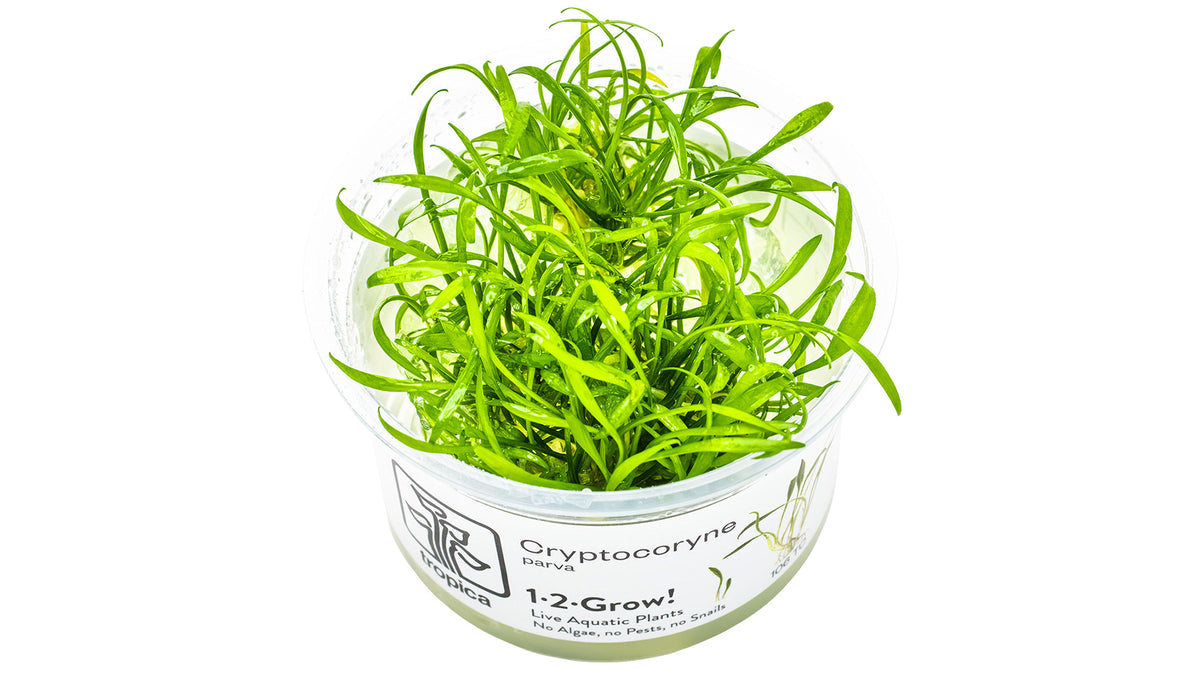 Cryptocoryne parva